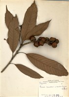 藏品(大葉石櫟)的圖片